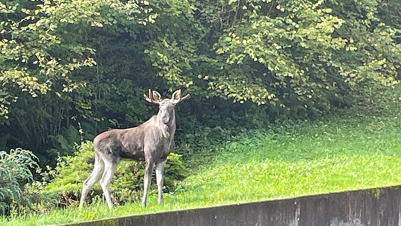 Elch im Schwarzwald