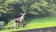 Elch im Schwarzwald