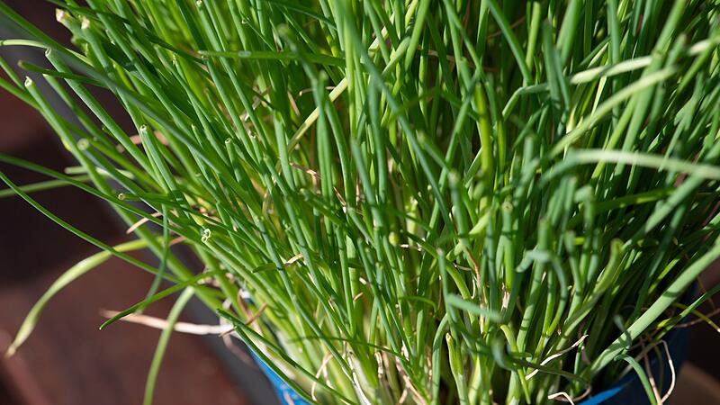 Stickstoff erwünscht: Schnittlauch liebt es nährstoffreich