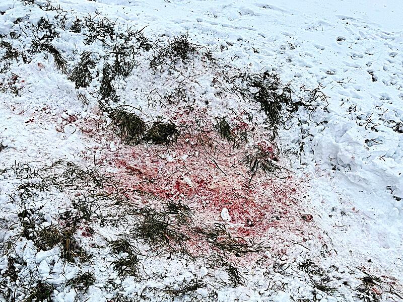 Jagdwilderei auf dem Kordigast 2026