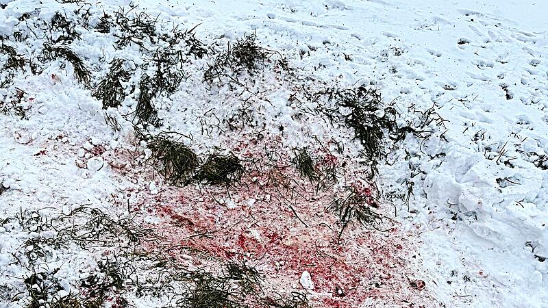 Jagdwilderei auf dem Kordigast 2026