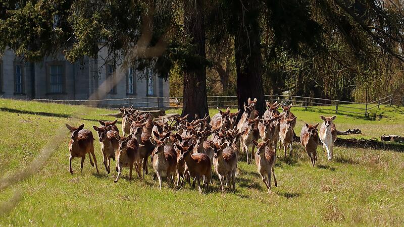 Das Damwild scheint sich im Schlosspark wohl zu fühlen.  Er entstand im 19 Jahrhundert.Bamberg