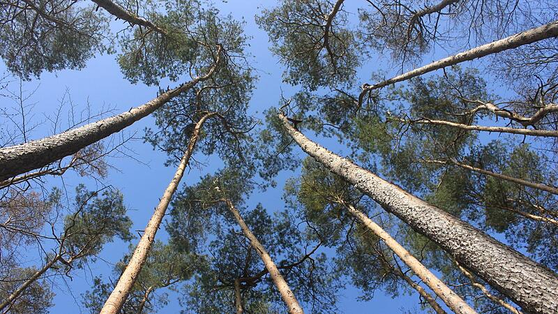 Kaum eine Kiefer ist im Horbacher Forst   bei Wachenroth noch gesund.
