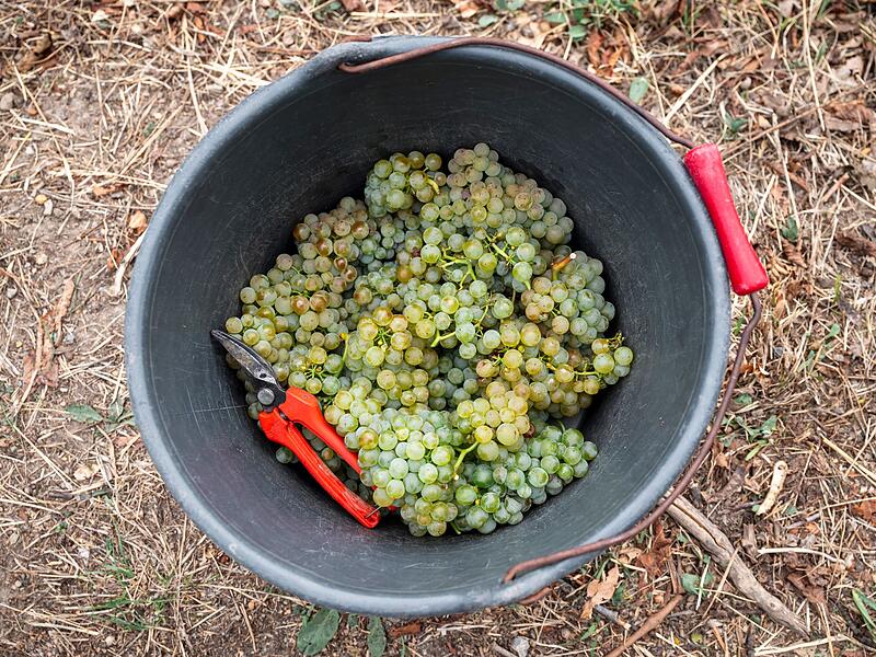 Weinlese in Bayern