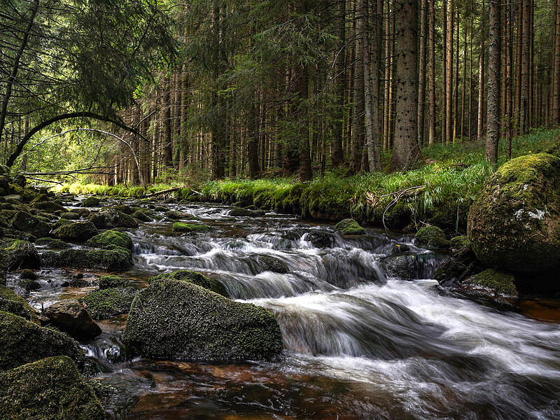 Foto "Wald, Bach ein nat&uuml;rliches &Ouml;kosystem"