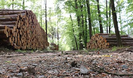 Ein mutma&szlig;licher Brennholz-Dieb soll vor Gericht - wegen versuchten Mordes: Die Staatsanwaltschaft W&uuml;rzburg hat Anklage gegen einen 29-J&auml;hrigen aus Wiesentheid (Lkr. W&uuml;rzburg) erhoben (Symbolbild).