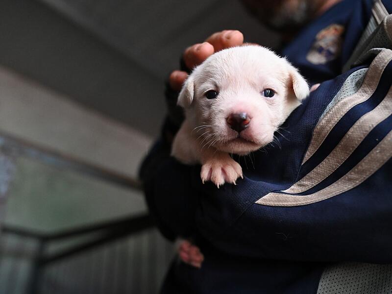 Hundewelpe - Symbolbild