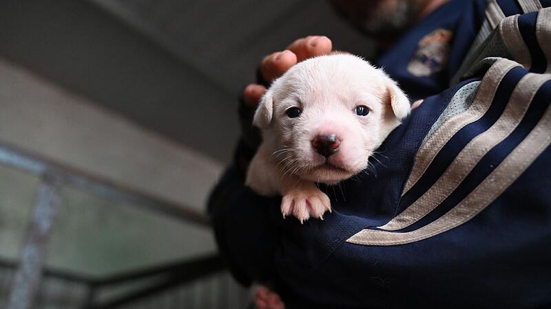 Hundewelpe - Symbolbild Hundewelpe - Symbolbild