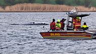 Weitere Entwicklung zum Buckelwal in der Ostsee