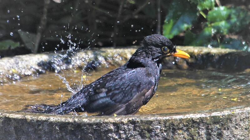 Eine besonders schöne Vogeltränke im Garten ist eine aus Granitstein gehauene Mulde. Gern werden sie auch für ein ausgiebiges Bad angenommen. Eine besonders schöne Vogeltränke im Garten ist eine aus Granitstein gehauene Mulde. Gern werden sie auch für ein ausgiebiges Bad angenommen.