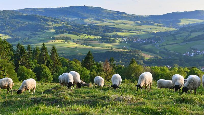 Die Rhönschafe sind Landschaftspfleger im Land der offenen Fernen. Die Rhönschafe sind Landschaftspfleger im Land der offenen Fernen.