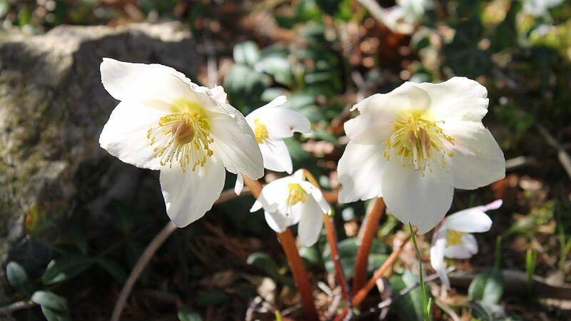 In vielen G&auml;rten wollen die Christrosen nicht so recht bl&uuml;hen. Bei einer Bl&uuml;tenverweigerung stimmen der Standort und der Boden nicht.