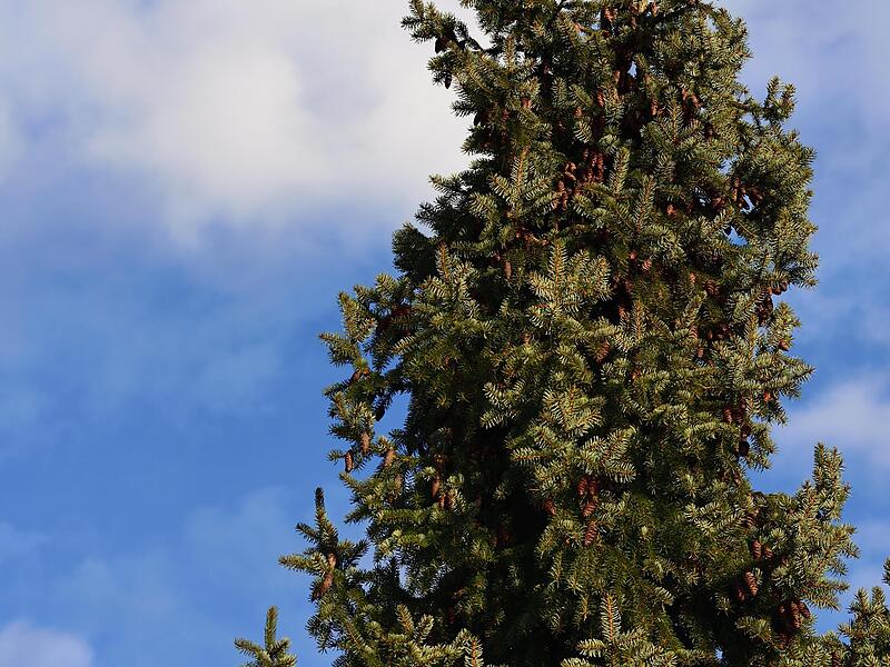 rattenschwanz kaktus Disocactus  mallisonii (Rattenschwanz-Kaktus)
