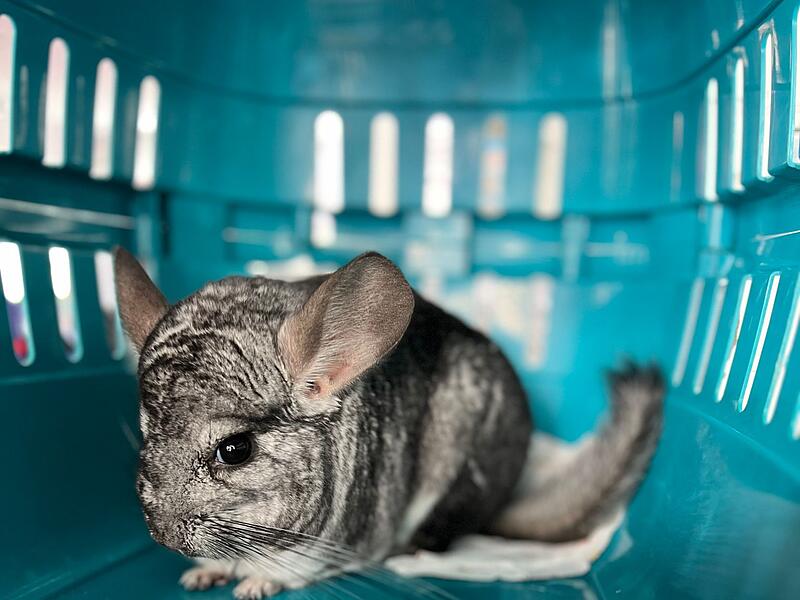 Feuerwehr bringt zugelaufenes Chinchilla ins Tierheim Feuerwehr bringt zugelaufenes Chinchilla ins Tierheim