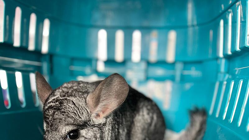 Feuerwehr bringt zugelaufenes Chinchilla ins Tierheim Feuerwehr bringt zugelaufenes Chinchilla ins Tierheim