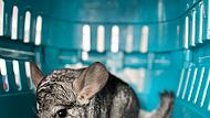Feuerwehr bringt zugelaufenes Chinchilla ins Tierheim