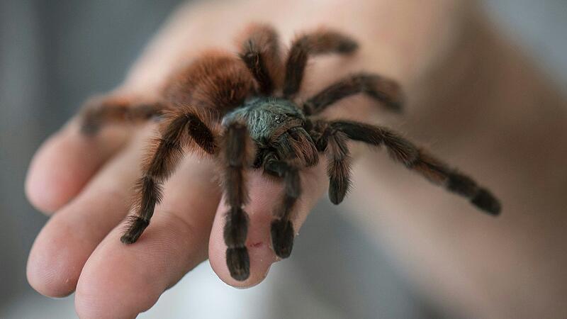 Eine Vogelspinne als Mordwaffe? Im Streit mit einer Bekannten soll ein 35-Jähriger in Marktbreit laut Staatsanwaltschaft Würzburg eine Spinne eingesetzt haben (Symbolbild).&nbsp;&nbsp;