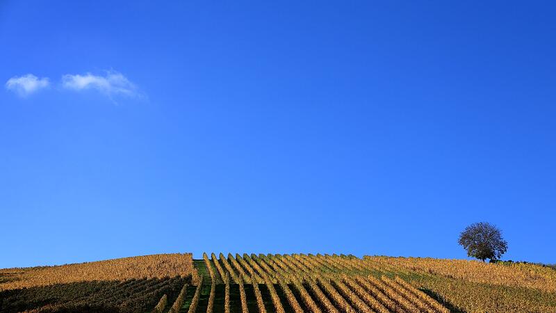 Herbstliche Weinberge