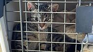 Eine der vielen Katzen, die auf eine Behandlung warten. Helfer des Tierschutz Teams Franken aus Uehlfeld haben sie gerettet.