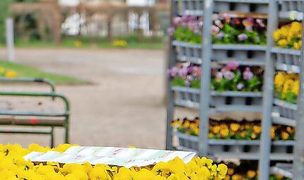 Seit Beginn der Woche arbeitet das Garten-Team der Bayerischen Staatsbad Bad Kissingen GmbH an der Fr&uuml;hjahrsbepflanzung.