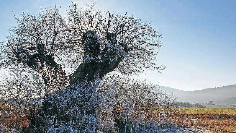 Rasierpinseleiche oder der H&uuml;ter des Feldes wird der markante Baum oberhalb von Nedensdorf genannt. Die Einheimischen nennen das Flurdenkmal kurz und knapp &bdquo;Eichastock&ldquo;. An dem Baum mit seiner acht Meter breiten Krone wurde vor 19 Jahren die Schl&uuml;...
