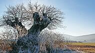 Rasierpinseleiche oder der Hüter des Feldes wird der markante Baum oberhalb von Nedensdorf genannt. Die Einheimischen nennen das Flurdenkmal kurz und knapp „Eichastock“. An dem Baum mit seiner acht Meter breiten Krone wurde vor 19 Jahren die Schlü...