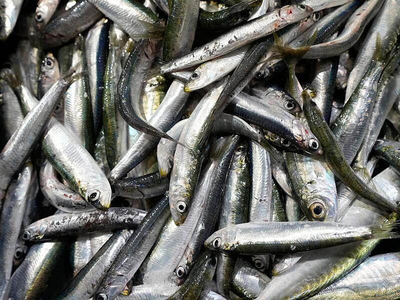 Sardinen