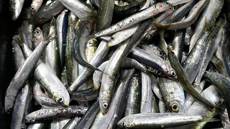 Sardinen Sardinen