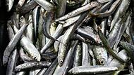 Sardinen Sardinen