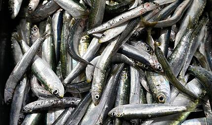 Sardinen