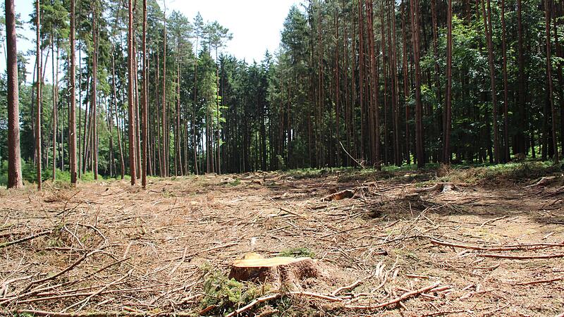 Waldbau- und Forstexperten begutachten Schäden durch Borkenkäfer in der Region Coburg/Kronach Kahlschlag mitten im Wald: Damit sich der Borkenkäfer nicht weiter ausbreitet, halten Forstexperten solche Eingriffe in Fichtenbestände für notwendig.