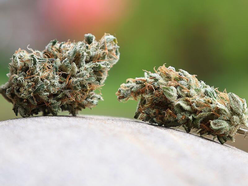 Cannabis