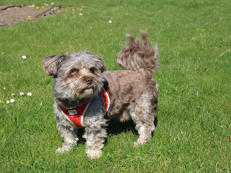 Hundekacke im RondellHundekacke im Rondell Hundekacke im RondellHundekacke im Rondell