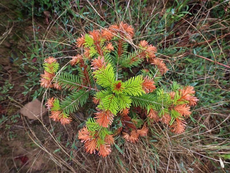 Frost und Trockenheit - Bayerns Christb&auml;ume im Stress