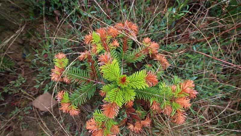 Frost und Trockenheit - Bayerns Christbäume im Stress Frost und Trockenheit - Bayerns Christbäume im Stress
