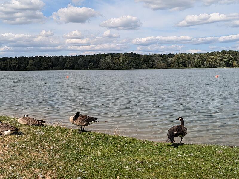 Dechsendorfer Weiher Gänseplage