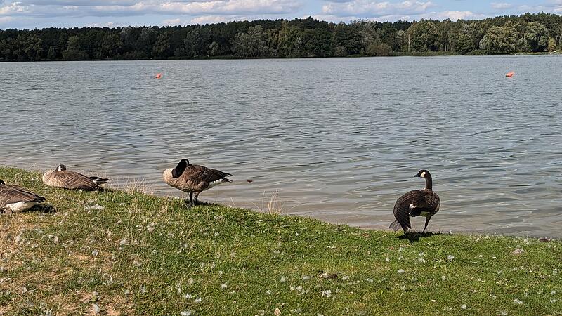 Dechsendorfer Weiher G&auml;nseplage