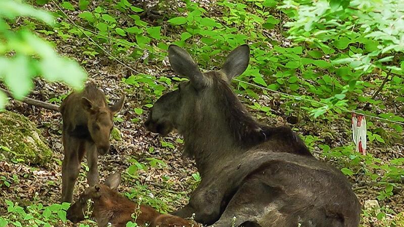 Jetzt ist anhand des Urin-Strahls klar: Das eine Elchbaby ist männlich, das andere weiblich.Forchheim & Fränkische Schweiz Jetzt ist anhand des Urin-Strahls klar: Das eine Elchbaby ist männlich, das andere weiblich.Forchheim & Fränkische Schweiz