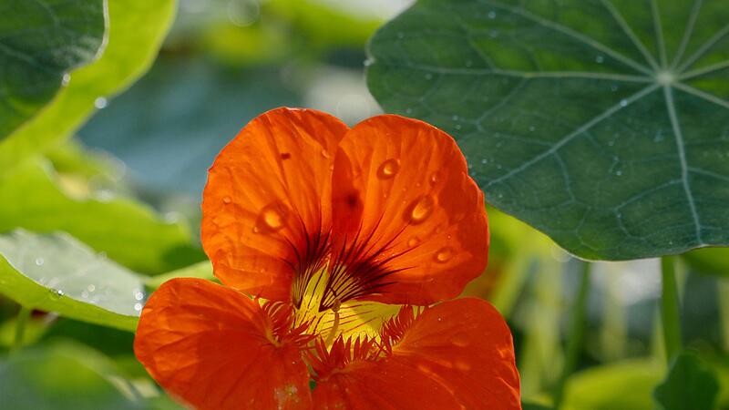 Die Blüte der Kapuzinerkresse Die Blüte der Kapuzinerkresse