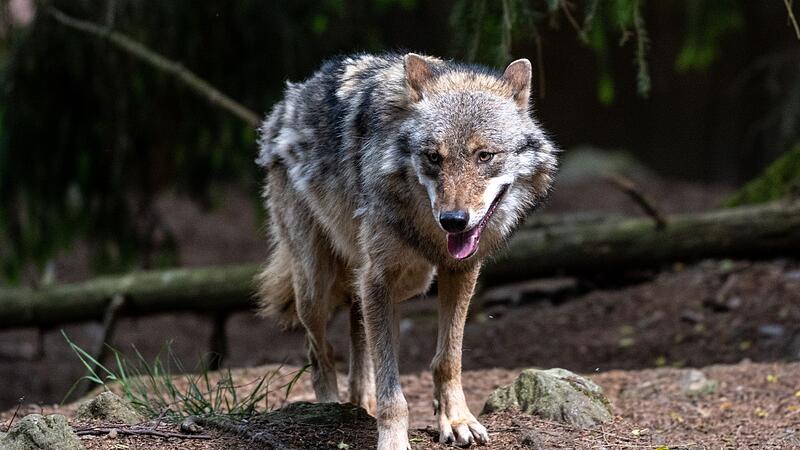 Wolf Wolf