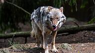 Wolf Wolf