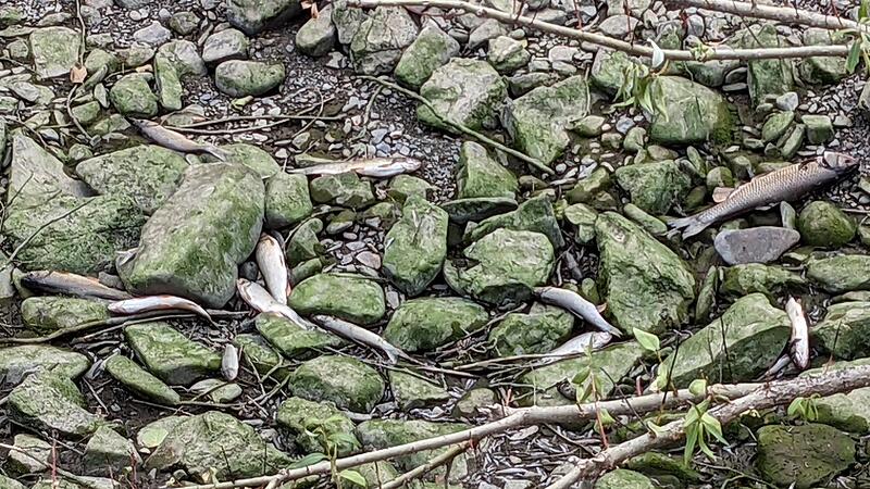 Tote Fische in der Kronach