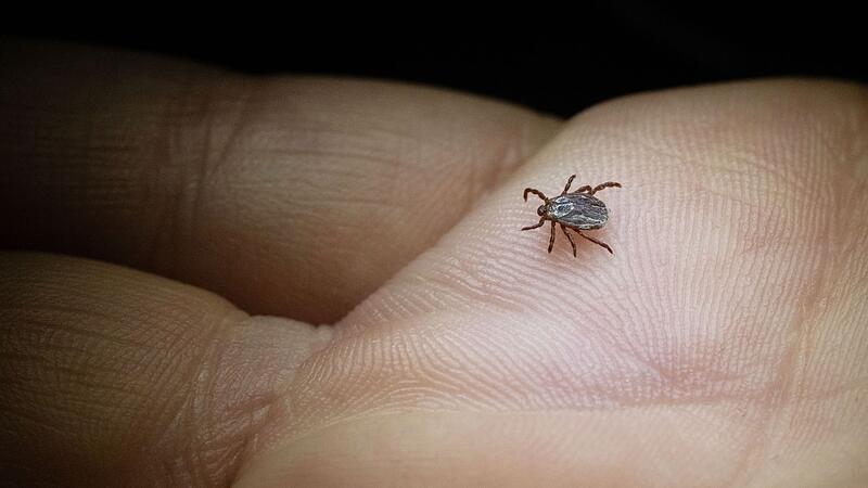 Buntzecke (Dermacentor reticulatus) krabbelt &uuml;ber eine Hand