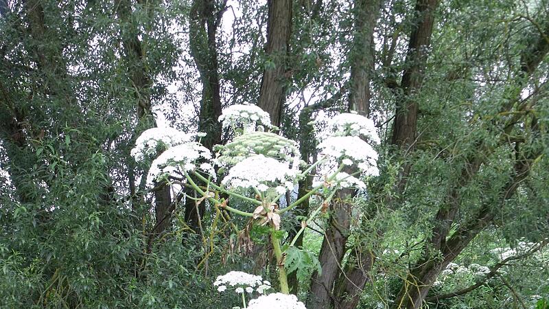 Riesenb&auml;renklau