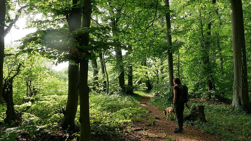 Entspannter leben auf dem Land, dazu gehört auch die Nähe zur Natur wie hier im Wald von Vierzehnheiligen.