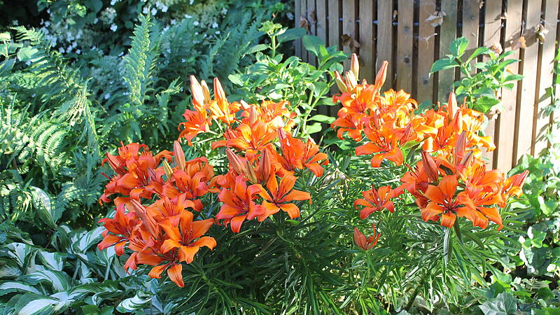 Feuerlilie Feuerlilie