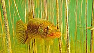 Ein niedriger Wasserstand und hohe Temperaturen bedeuten für die Tiere unter Wasser erhöhten Stress. A. Hartl Ein niedriger Wasserstand und hohe Temperaturen bedeuten für die Tiere unter Wasser erhöhten Stress. A. Hartl