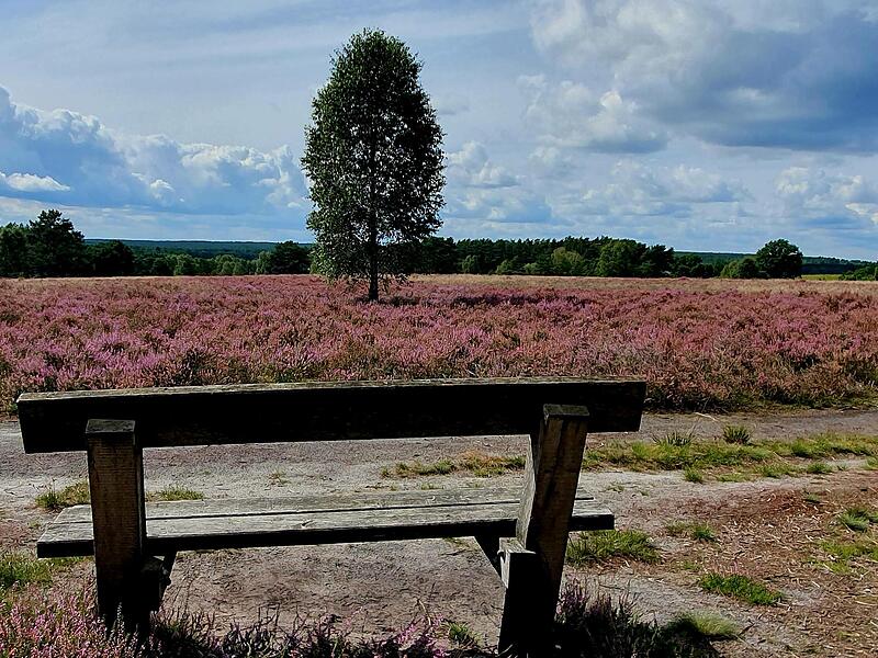 Eindrücke aus der Oberoher Heide und der Heide am Schillohsberg