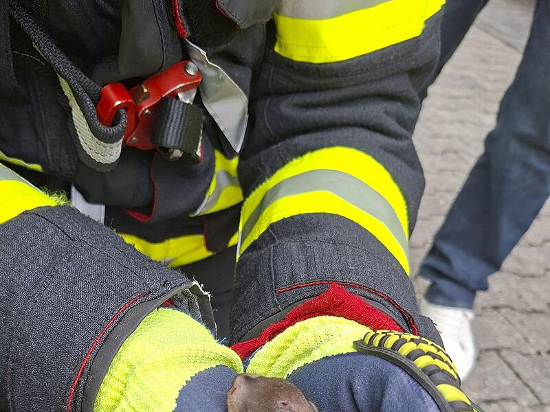 Feuerwehr München rettet junges Eichhörnchen Feuerwehr München rettet junges Eichhörnchen