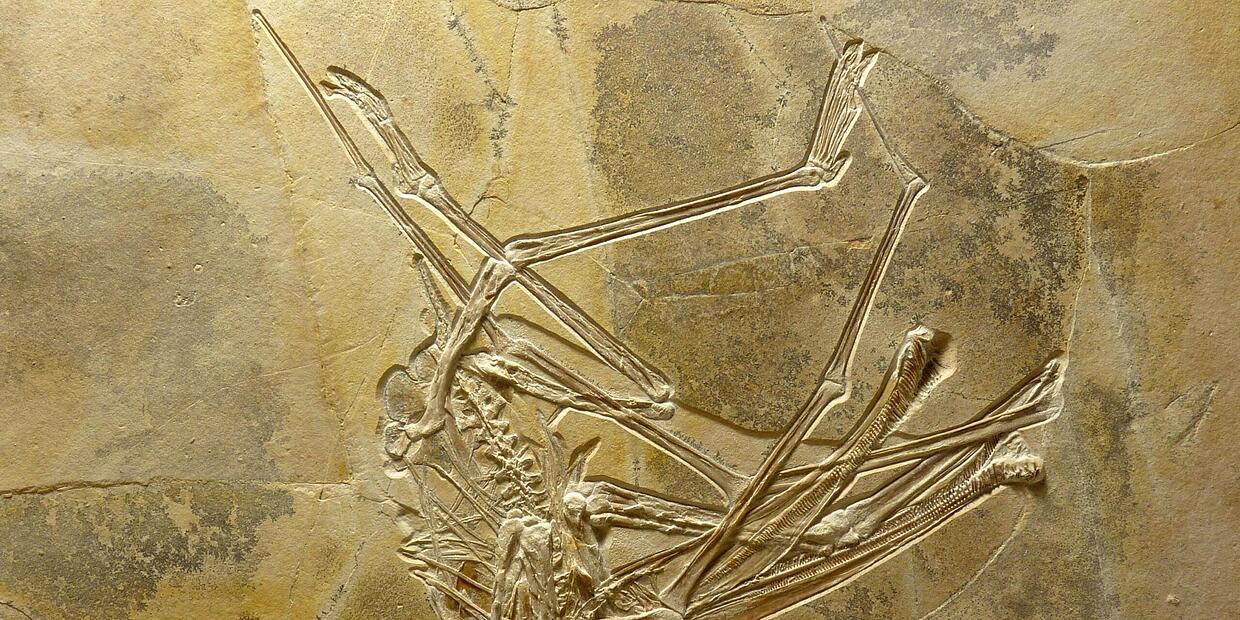 Bad Kissingen Matthias Mäuser ist Namensgeber für einen